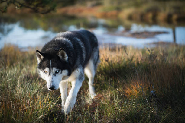 istock Husky dog with multi colored eyes walk in nature. 1772444395