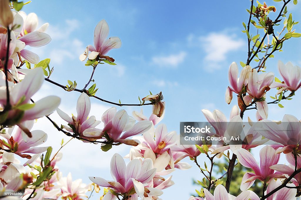 Rami di albero fioriti magnolia - Foto stock royalty-free di Albero