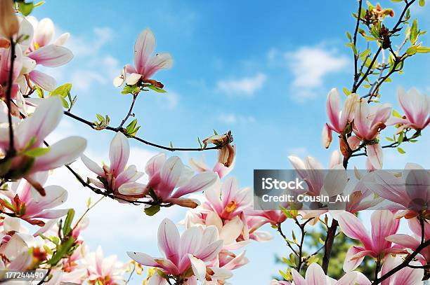 Rami Di Albero Fioriti Magnolia - Fotografie stock e altre immagini di Albero - Albero, Bellezza naturale, Blu