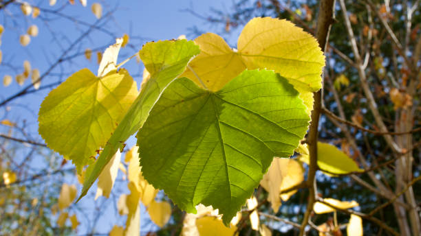 istock Yellowing tree leaves in autumn. Yellowed plane and acacia tree leaves. 1772445009