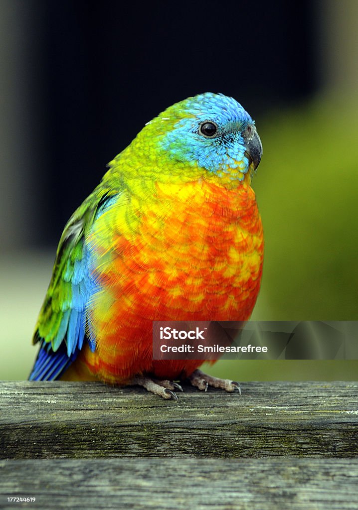 Tropical Bird "Tropical, multi-coloured bird portrait." Animal Stock Photo