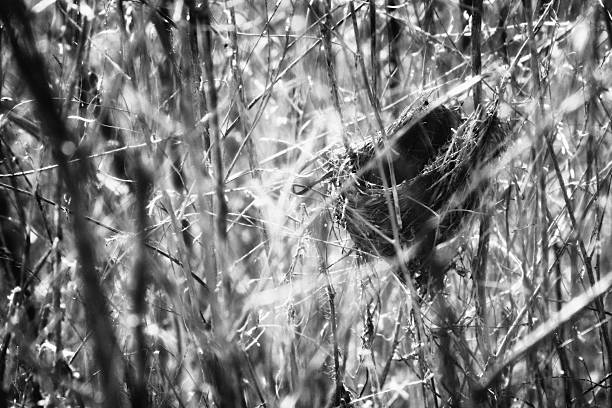 Bird's nest hidden in reeds.