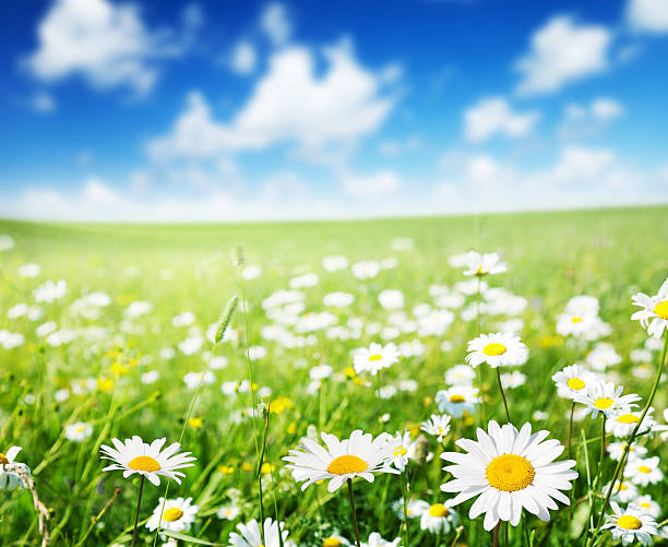 istock Green field of daisies under blue sky with scattered clouds 177244703