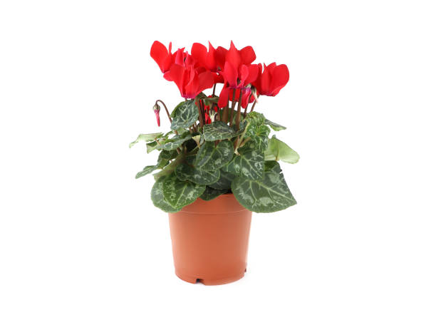 istock Red cyclamen flower in flowerpot on white isolated background 1772448443