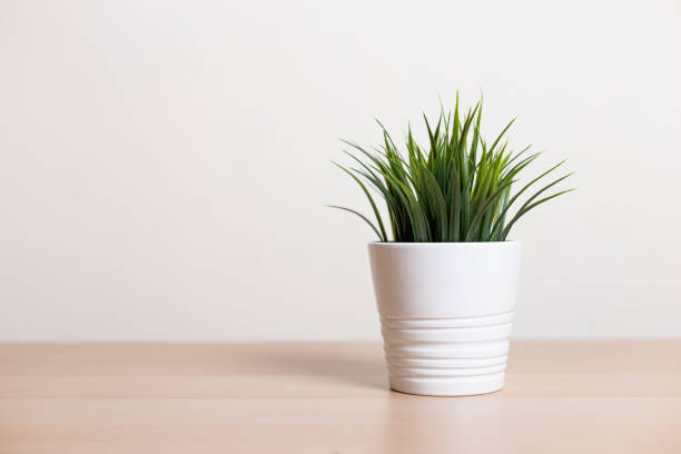 istock green leaf plant in white pot on wood table. 1772448447