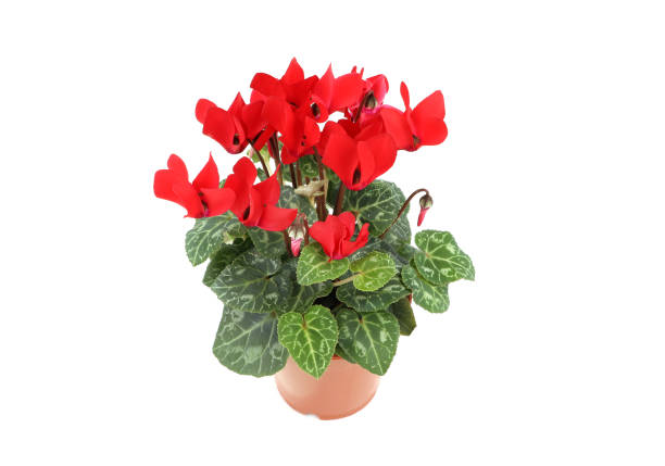istock Red cyclamen flower in flowerpot on white isolated background 1772448474