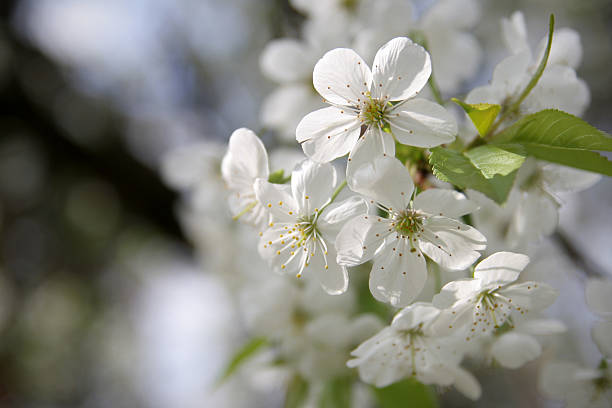 Branco pequeno Flores de Primavera - fotografia de stock