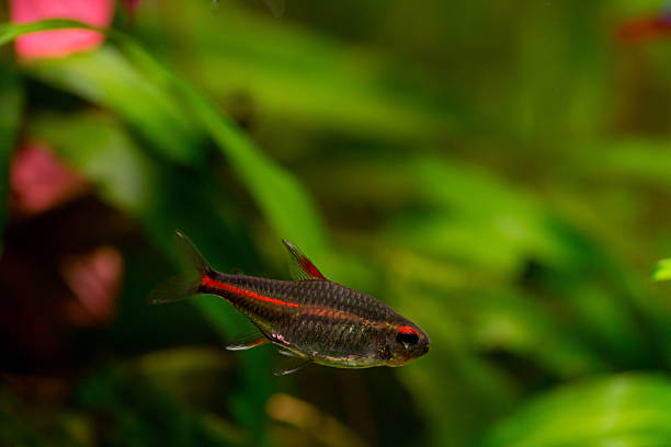 tetra glowlight one glowlight fish in front of a blur green background orange piranha stock pictures, royalty-free photos & images