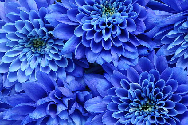 istock Macro of blue flower. 177245272