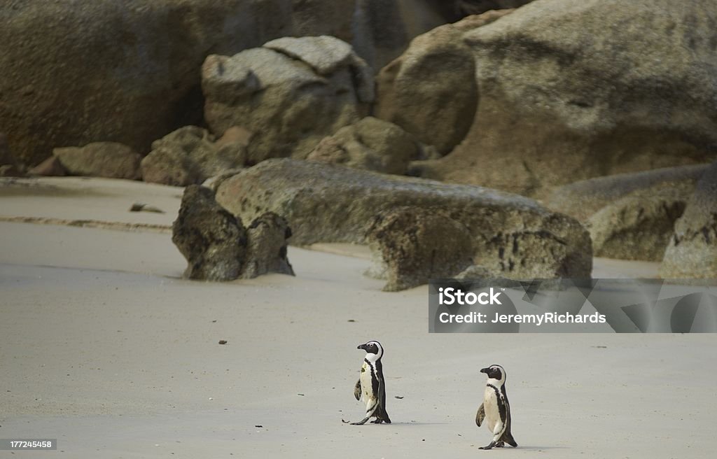 African Pingüinos - Foto de stock de Animal libre de derechos