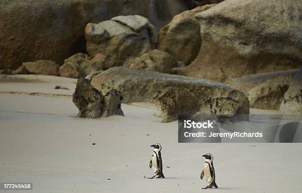 African Pingüinos Foto de stock y más banco de imágenes de Animal - Animal, Arena, Destinos turísticos