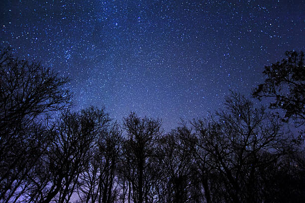 istock A beautiful starry night in the middle of a forest 177245483