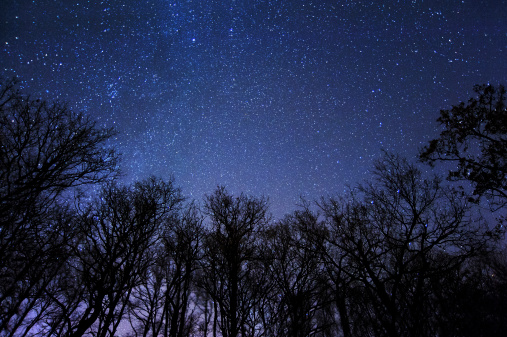 A frame of trees and stars in a beautiful night of new moon.