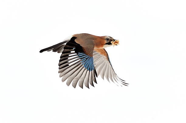 jay flying jay flying with food in its beak jay stock pictures, royalty-free photos & images