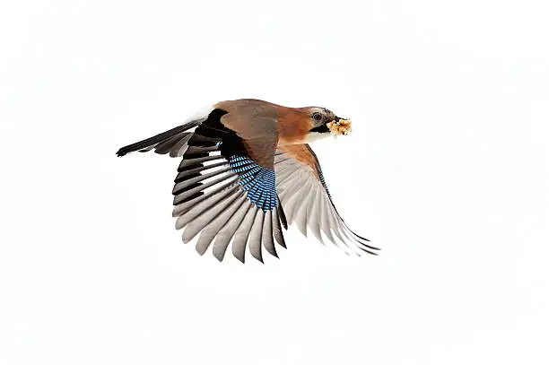 jay flying with food in its beak