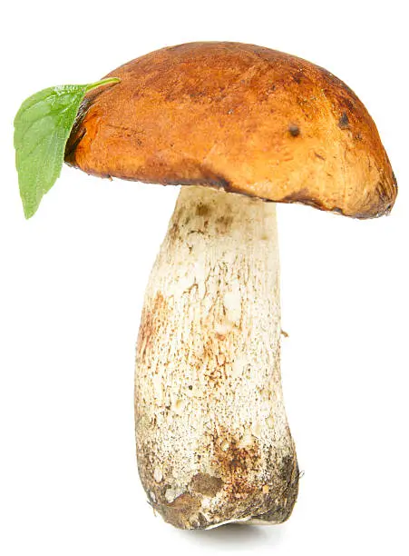 "Red-cap mushroom with green leaf, isolated"