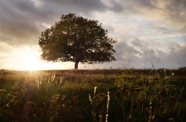 istock Lone tree in Field bathing in the sunset 1772456560