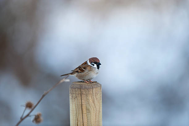 дерево зонотрихия - tree sparrow стоковые фото и изображения