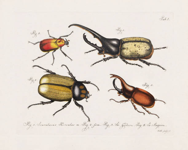 Antique scientific Beetle illustration from around 1800, notable for its aged colors, depicting Beetles with a distinct vintage charm, reflecting the artistic style of the time.