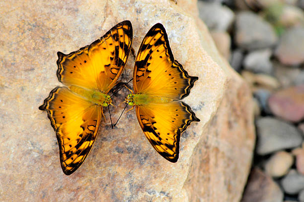 黄色の蝶 ストックフォト