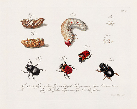 Antique scientific Beetle illustration from around 1800, notable for its aged colors, depicting Beetles with a distinct vintage charm, reflecting the artistic style of the time.