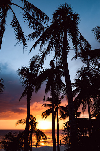 (Selective focus) Stunning view of a dramatic sunset in the background and the silhouette of coconut palm trees in the foreground. White Beach, Boracay Island, Philippines.