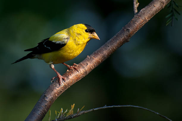 istock American Goldfinch Perched in a Tree 177246055