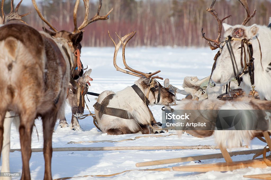 Reindeers au harnais - Photo de Arctique libre de droits