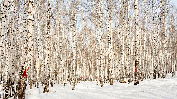 Ski fahren im winter Birke Wald – Foto