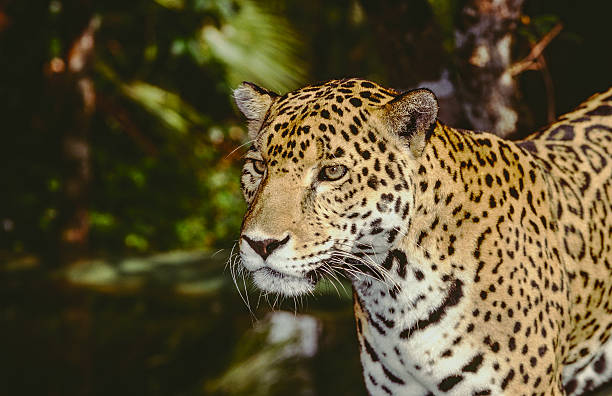 istock Jaguar stopped looking forward in the woods 177246378