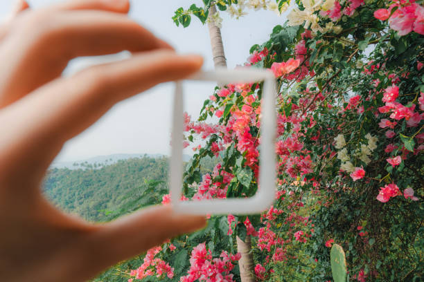 Woman holding white rectangular frame and looking at  flowers through it