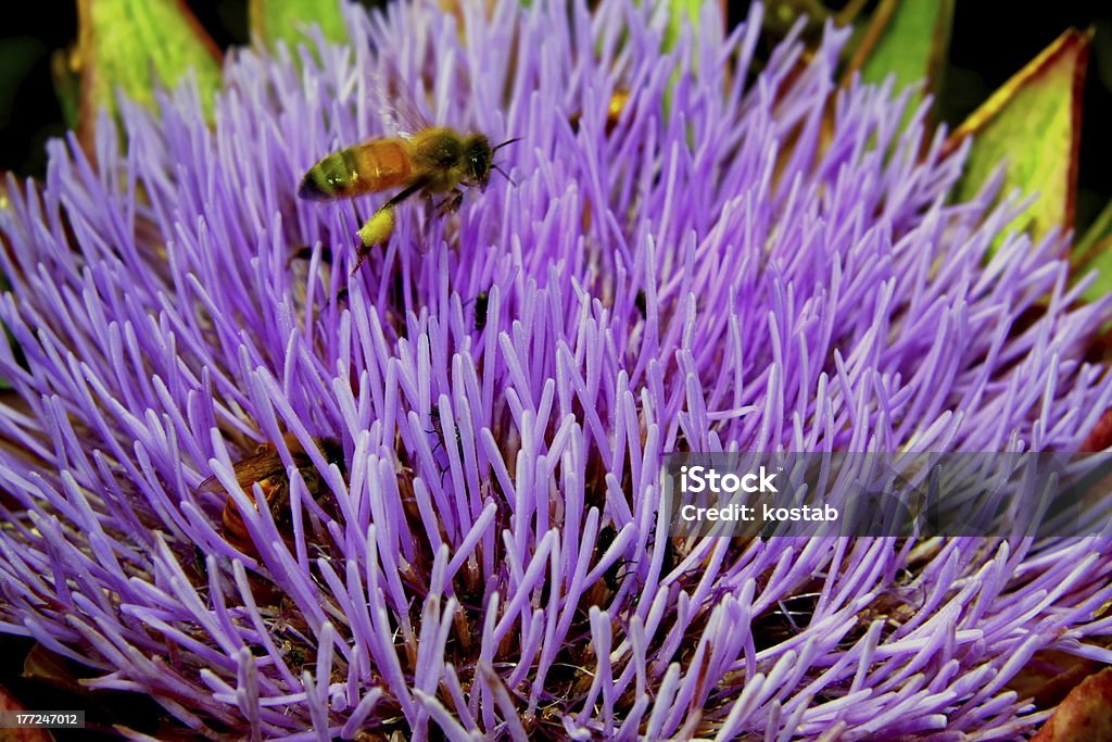 Biene auf Artischocken-Blume - Lizenzfrei Artischocke Stock-Foto