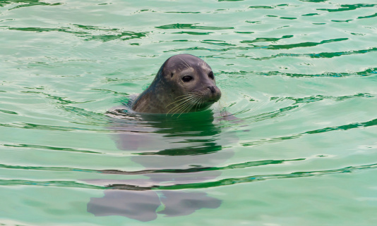 seal in the pool