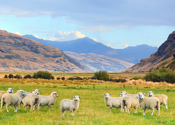 A group of sheep that are huddled together in the field stock photo