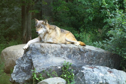 Wolf resting on the stone in Northern Minnesota