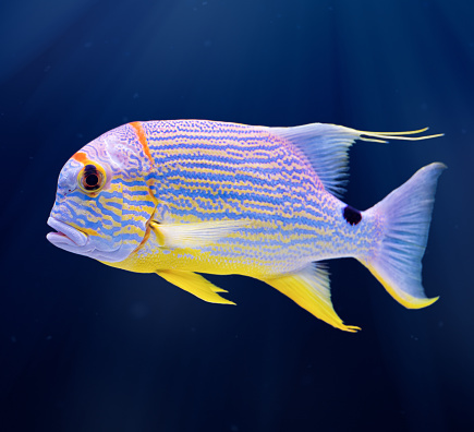 Exotic tropical blue-lined coral reef fish, sailfin snapper (Symphorichthys spilurus) on natural blue background