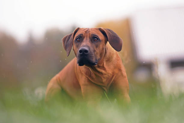istock The portrait of a surprised Rhodesian Ridgeback dog posing outdoors lying down on a green grass while snowing in autumn 1772476677