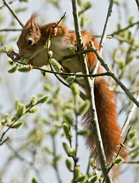 Red Squirrel In a Tree stock photo