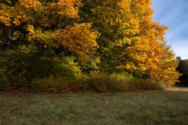 istock Autumn trees in park with yellow leaves nature 1772480109