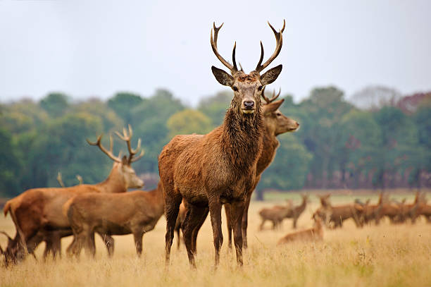 istock Herd of red deer stags and does in Autumn Fall 177248201