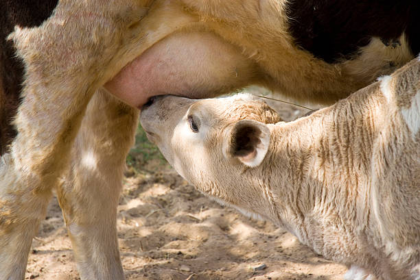 istock The calf sucks milk at mother 177248324