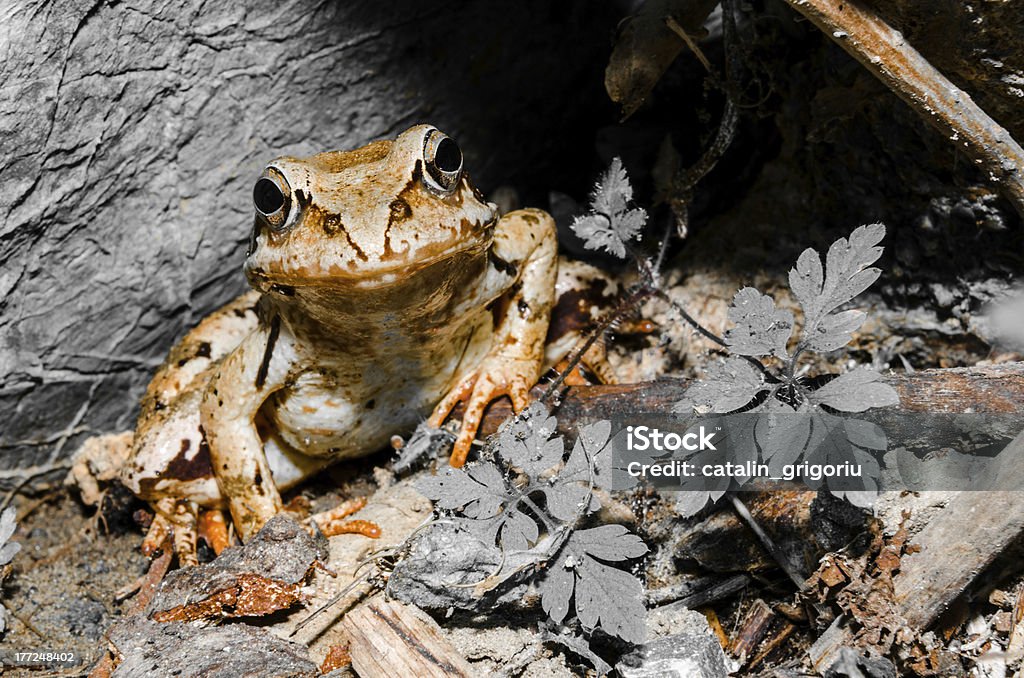 prince grenouille - Photo de Amphibien libre de droits