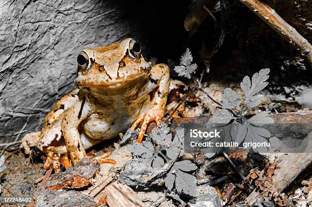 Il Principe Di Rana - Fotografie stock e altre immagini di Ambientazione esterna - Ambientazione esterna, Anfibio, Animale