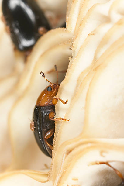 Dacne bipustulata (Erotylidae) sitting on mushroom Dacne bipustulata (Erotylidae) sitting on mushroom, extreme close-up with high magnification  erotylidae stock pictures, royalty-free photos & images