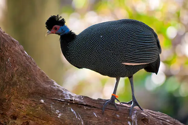 Photo of Crested Guineafowl