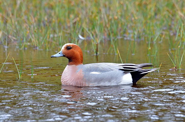 wild duck in natural habitat (anas penelope)