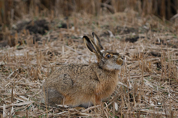 europäische hare europaeus lepus - hase wildfleisch stock-fotos und bilder