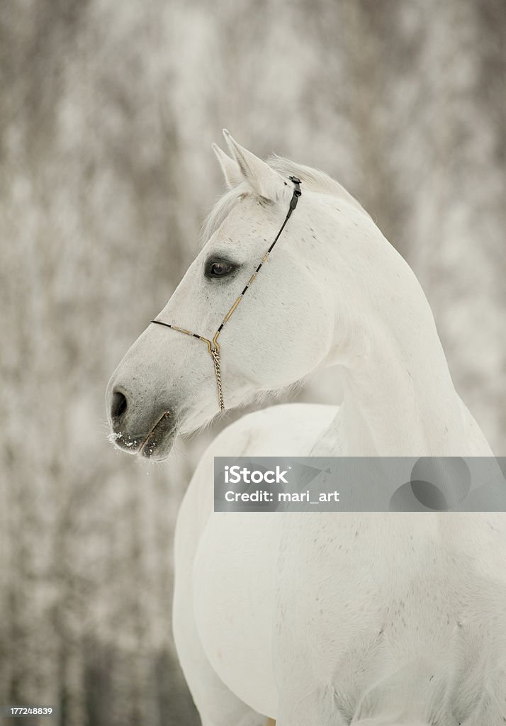 white horse  White Horse Stock Photo