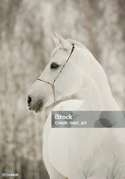 White Horse Stock Photo - Download Image Now - White Horse, Winter, Arabian Horse