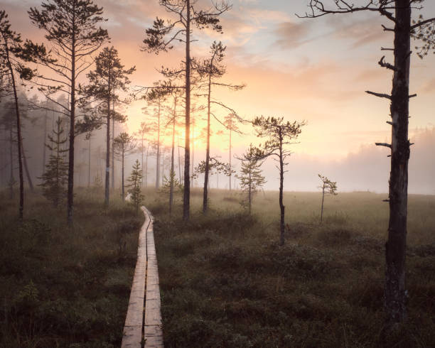istock Misty Forest in Swedish mire, Hamra National Park 1772489022